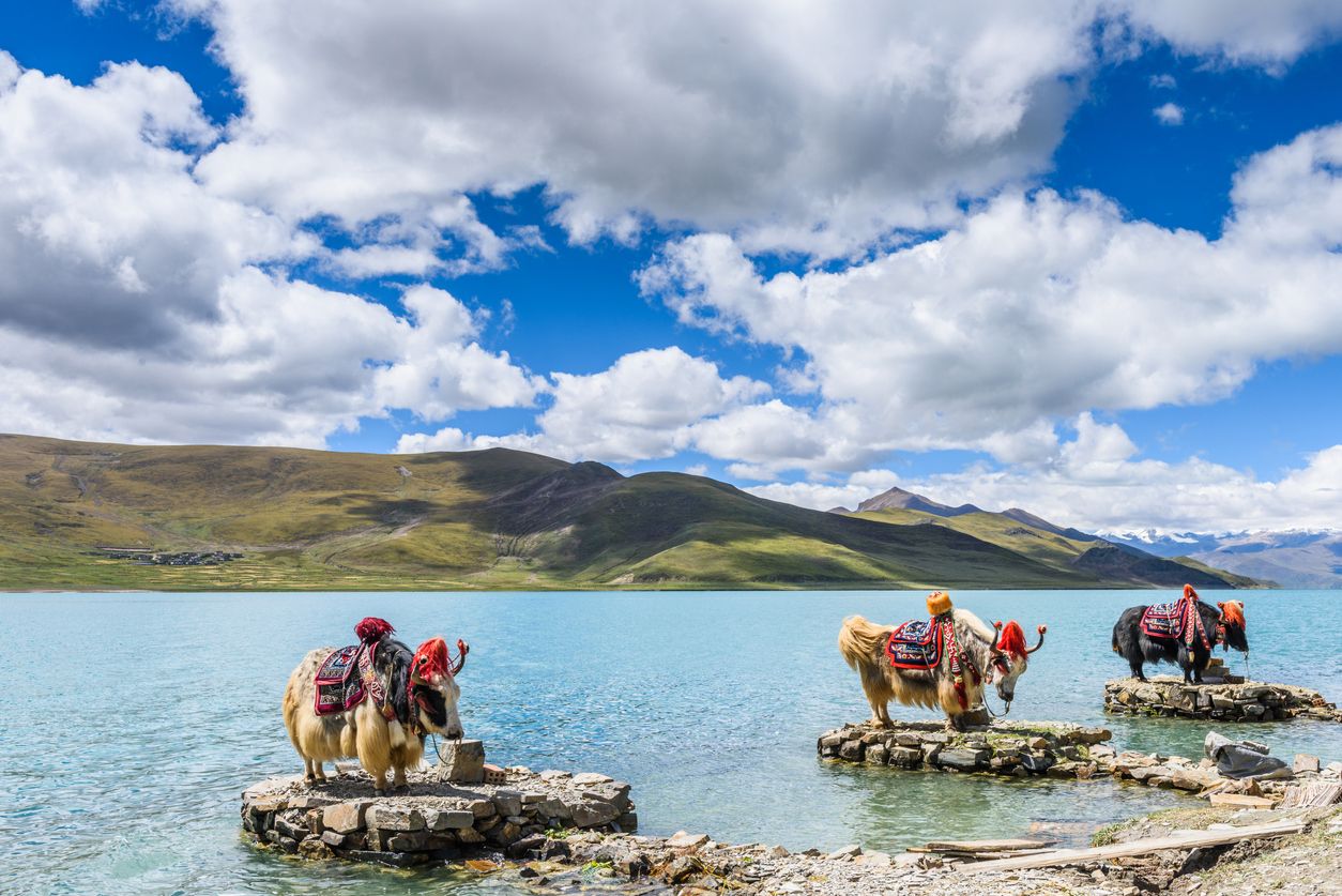 Tibet & Everest 2027 You Travel & Cruise Newmarket 3