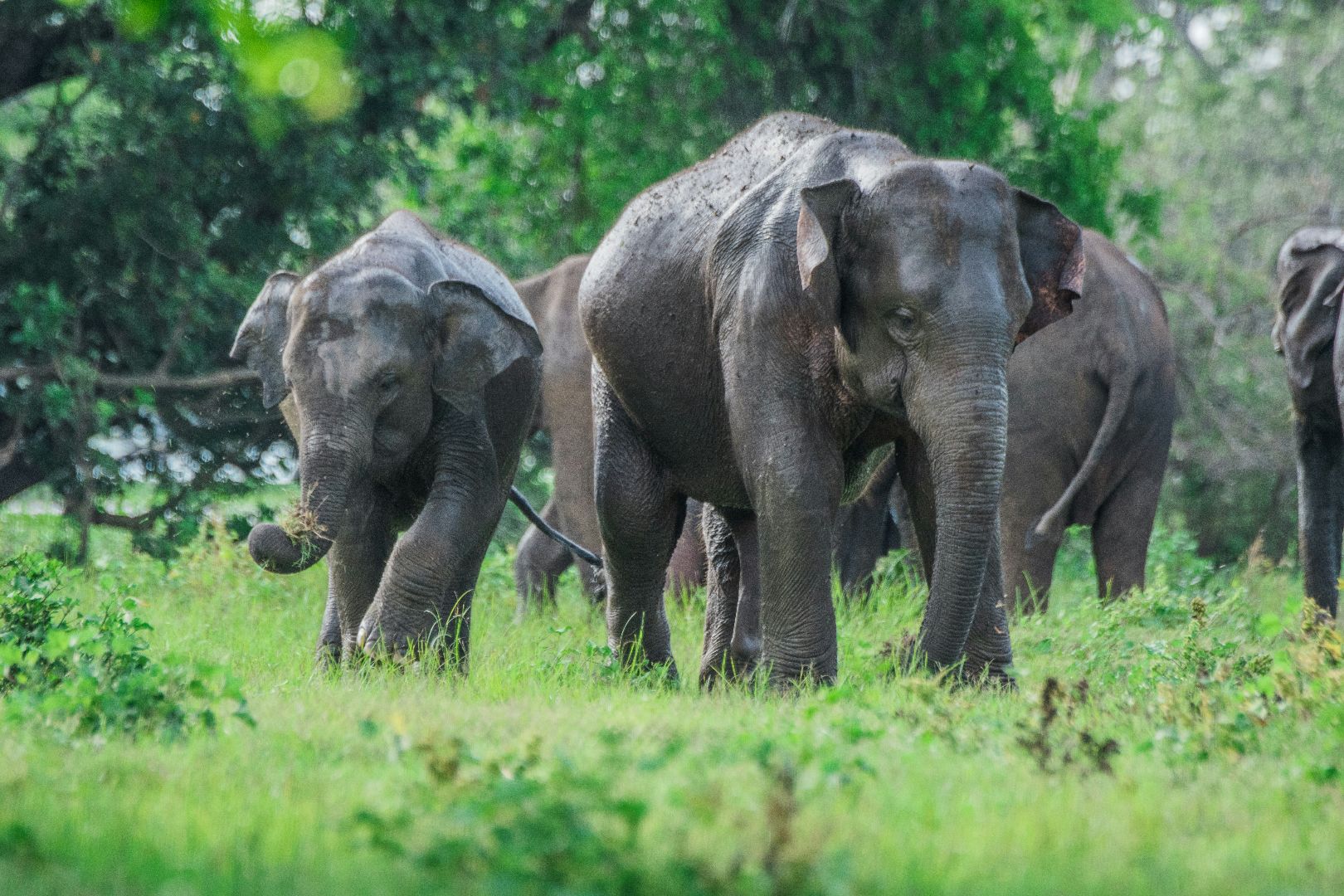 The Culture & Wildlife Of Sri Lanka You Travel Newmarket 7