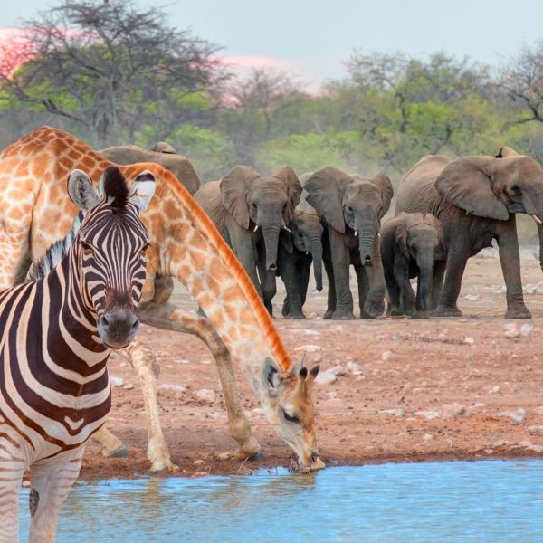 Authentic   Namibia  You  Travel  &  Cruise   Newmarket 4
