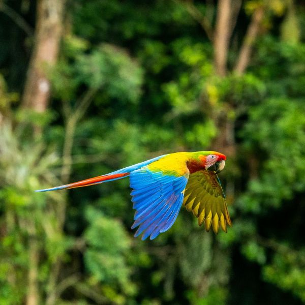 Costa   Rica  In  Luxury  You  Travel   Newmarket   Travel   Agency 6