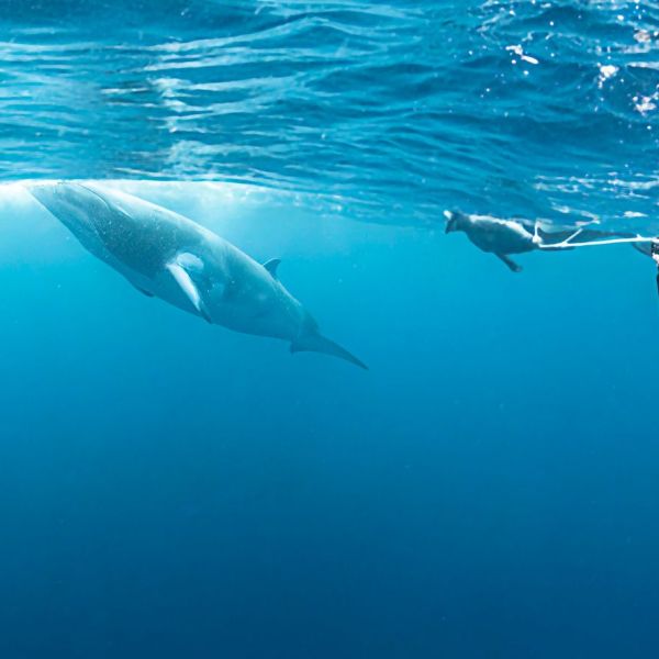 Great   Barrier   Reef  And  Daintree  You  Travel  &  Cruise   Newmarket 7