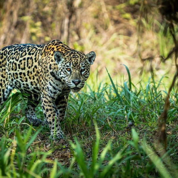 Jaguars  Of The  Wild   Pantanal  You  Travel   Newmarket   Travel   Agency 1