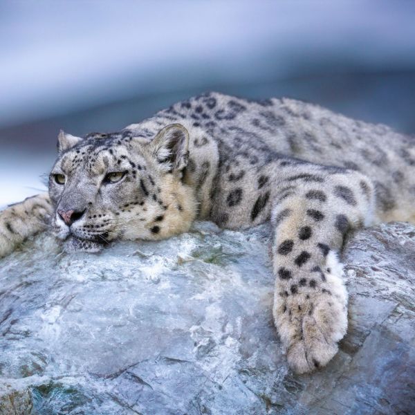 Quest  For  Snow   Leopards  You  Trave  &  Cruise   Newmarket 5