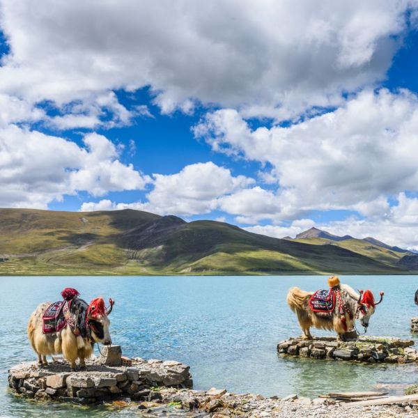 Tibet  &  Everest  2027 You  Travel  &  Cruise   Newmarket 3